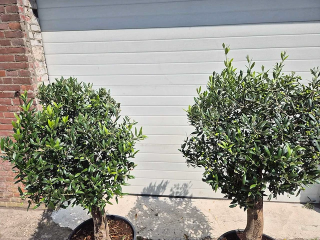 Olijfboom ronde bol - olea europaea - hoogte 160 cm (2x) - afbeelding 2 van  3