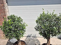 Olijfboom ronde bol - olea europaea - hoogte 160 cm (2x) - afbeelding 2 van  3