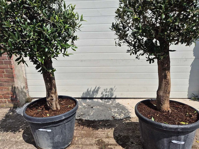 Olijfboom ronde bol - olea europaea - hoogte 160 cm (2x) - afbeelding 3 van  3