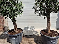 Olijfboom ronde bol - olea europaea - hoogte 160 cm (2x) - afbeelding 3 van  3