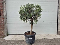 Olijfboom ronde bol - olea europaea - hoogte 160 cm - afbeelding 1 van  2