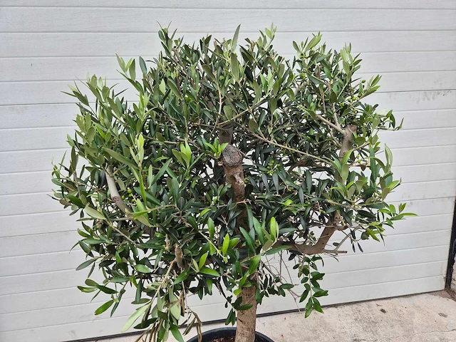 Olijfboom ronde bol - olea europaea - hoogte 160 cm - afbeelding 2 van  2