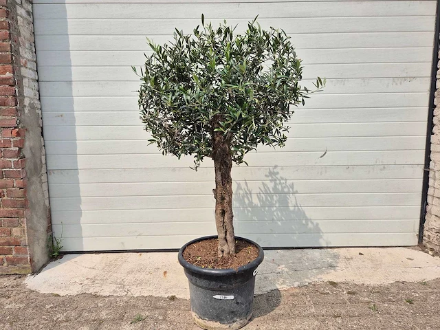 Olijfboom ronde bol - olea europaea - hoogte 160 cm - afbeelding 1 van  2