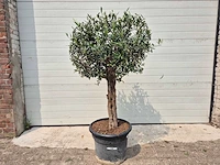 Olijfboom ronde bol - olea europaea - hoogte 160 cm - afbeelding 1 van  2