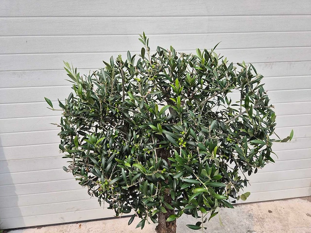 Olijfboom ronde bol - olea europaea - hoogte 160 cm - afbeelding 2 van  2