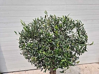Olijfboom ronde bol - olea europaea - hoogte 160 cm - afbeelding 2 van  2