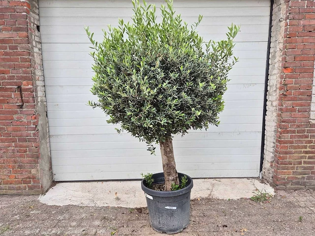 Olijfboom ronde bol - olea europaea - hoogte 160 cm - afbeelding 1 van  3