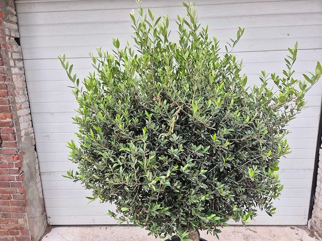 Olijfboom ronde bol - olea europaea - hoogte 160 cm - afbeelding 2 van  3