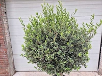 Olijfboom ronde bol - olea europaea - hoogte 160 cm - afbeelding 2 van  3