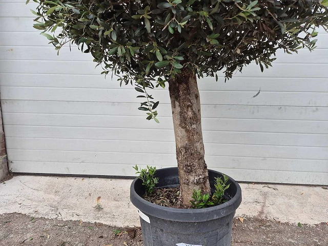 Olijfboom ronde bol - olea europaea - hoogte 160 cm - afbeelding 3 van  3
