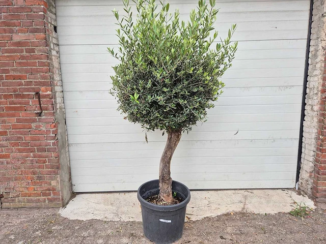 Olijfboom ronde bol - olea europaea - hoogte 160 cm - afbeelding 1 van  3
