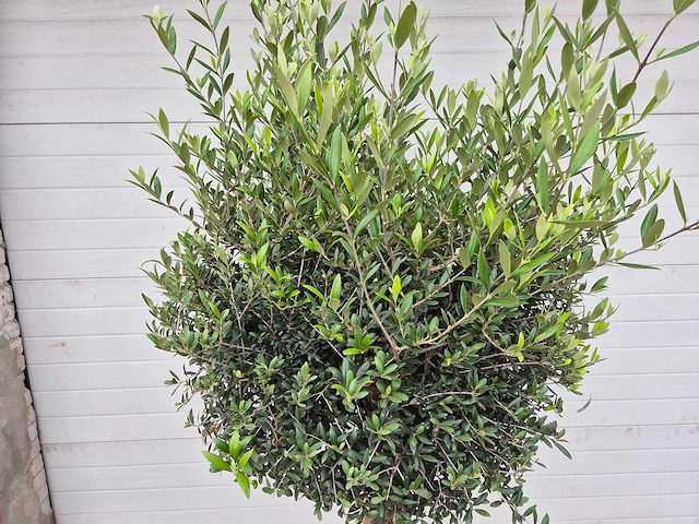 Olijfboom ronde bol - olea europaea - hoogte 160 cm - afbeelding 2 van  3