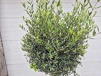 Olijfboom ronde bol - olea europaea - hoogte 160 cm - afbeelding 2 van  3