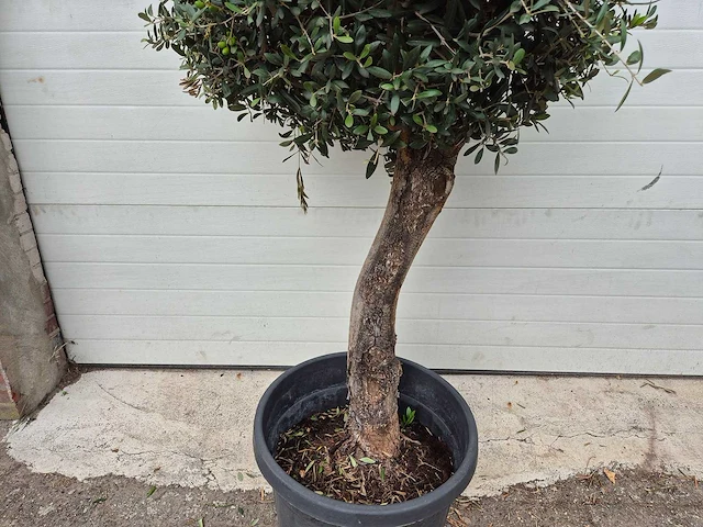 Olijfboom ronde bol - olea europaea - hoogte 160 cm - afbeelding 3 van  3