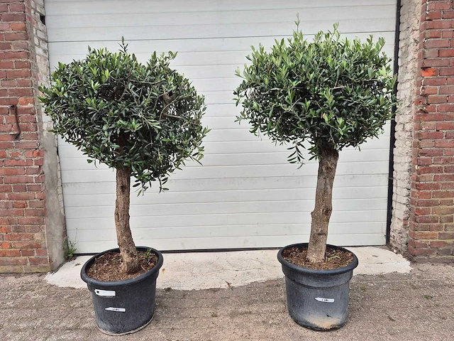 Olijfboom ronde bol - olea europaea - hoogte 170 cm (2x) - afbeelding 1 van  2