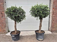 Olijfboom ronde bol - olea europaea - hoogte 170 cm (2x) - afbeelding 1 van  2