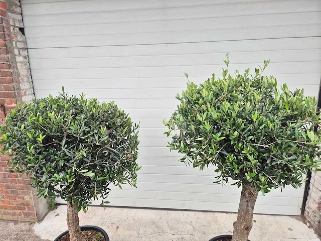 Olijfboom ronde bol - olea europaea - hoogte 170 cm (2x) - afbeelding 2 van  2