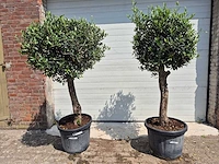 Olijfboom ronde bol - olea europaea - hoogte 170 cm (2x) - afbeelding 1 van  3
