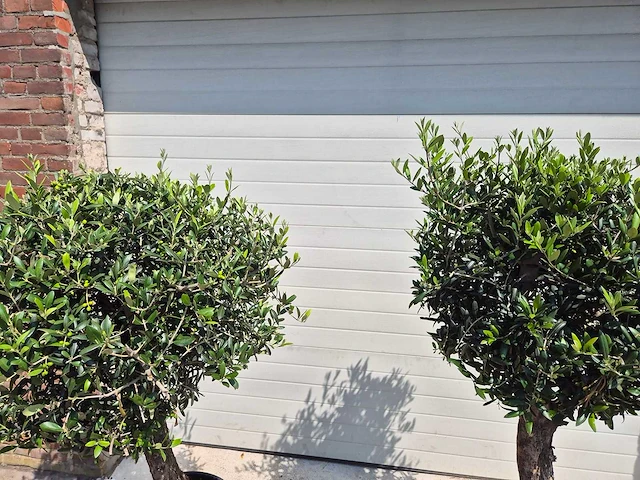 Olijfboom ronde bol - olea europaea - hoogte 170 cm (2x) - afbeelding 2 van  3