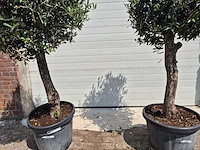 Olijfboom ronde bol - olea europaea - hoogte 170 cm (2x) - afbeelding 3 van  3