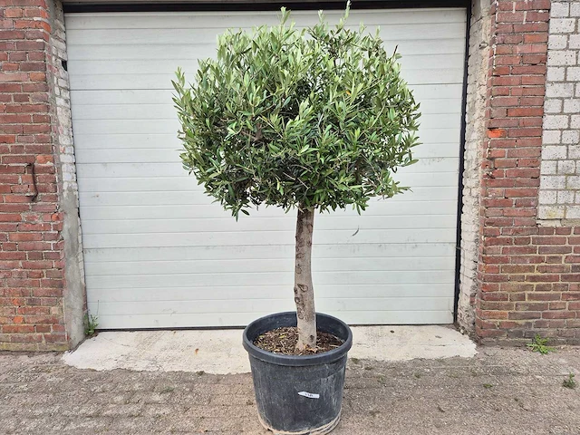 Olijfboom ronde bol - olea europaea - hoogte 170 cm - afbeelding 1 van  2
