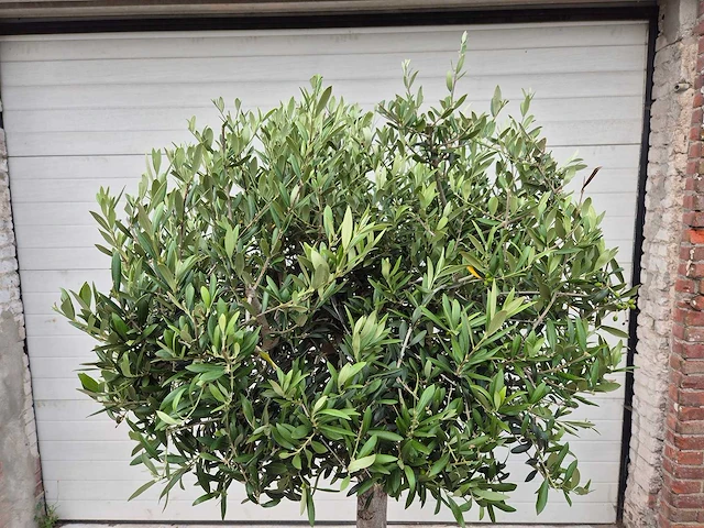 Olijfboom ronde bol - olea europaea - hoogte 170 cm - afbeelding 2 van  2