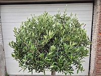 Olijfboom ronde bol - olea europaea - hoogte 170 cm - afbeelding 2 van  2