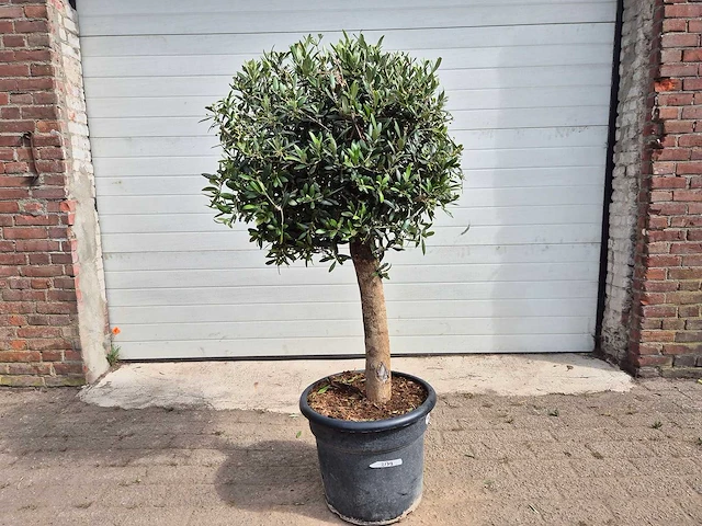 Olijfboom ronde bol - olea europaea - hoogte 170 cm - afbeelding 1 van  2
