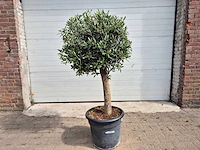 Olijfboom ronde bol - olea europaea - hoogte 170 cm - afbeelding 1 van  2