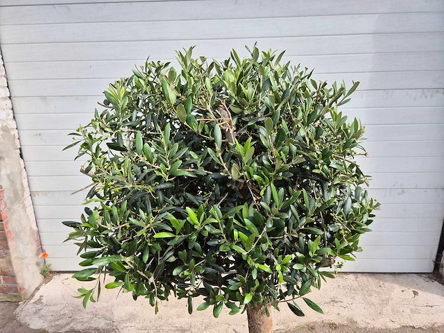 Olijfboom ronde bol - olea europaea - hoogte 170 cm - afbeelding 2 van  2