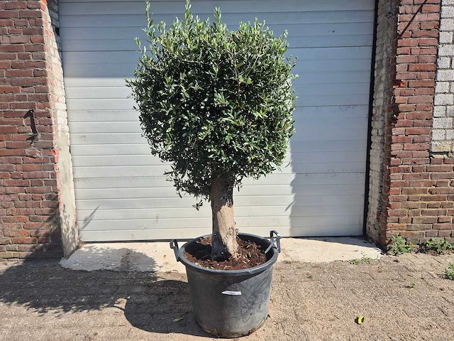 Olijfboom ronde bol - olea europaea - hoogte 170 cm - afbeelding 1 van  3