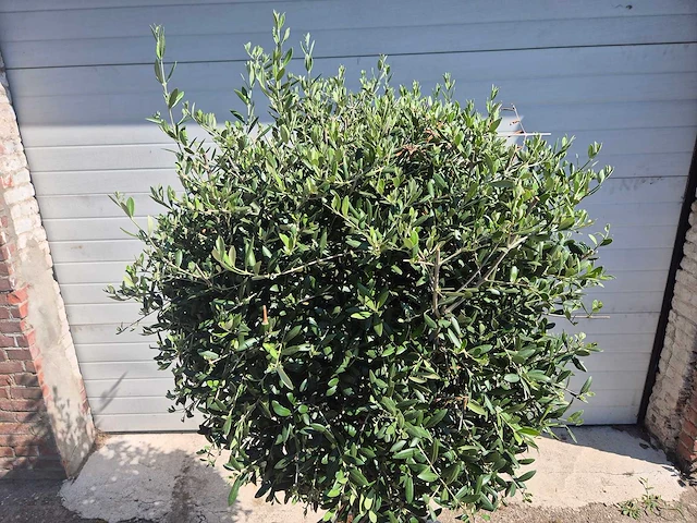 Olijfboom ronde bol - olea europaea - hoogte 170 cm - afbeelding 2 van  3