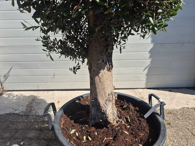 Olijfboom ronde bol - olea europaea - hoogte 170 cm - afbeelding 3 van  3