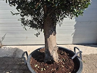 Olijfboom ronde bol - olea europaea - hoogte 170 cm - afbeelding 3 van  3