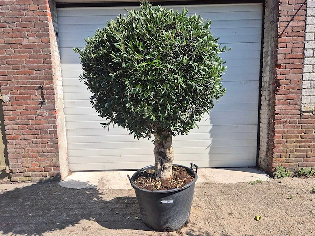 Olijfboom ronde bol - olea europaea - hoogte 170 cm - afbeelding 1 van  6