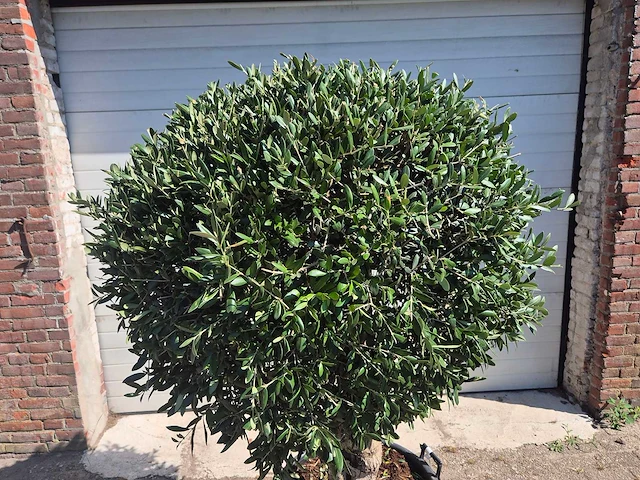 Olijfboom ronde bol - olea europaea - hoogte 170 cm - afbeelding 2 van  6