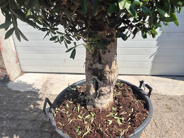 Olijfboom ronde bol - olea europaea - hoogte 170 cm - afbeelding 3 van  6