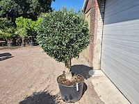 Olijfboom ronde bol - olea europaea - hoogte 170 cm - afbeelding 4 van  6