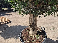 Olijfboom ronde bol - olea europaea - hoogte 170 cm - afbeelding 5 van  6