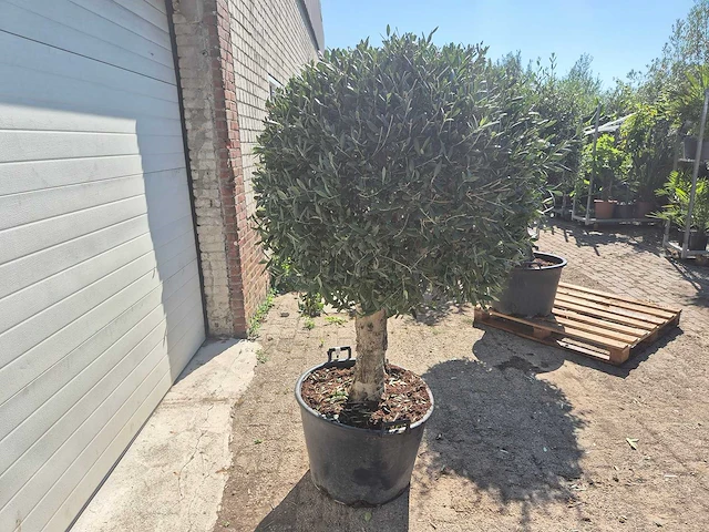 Olijfboom ronde bol - olea europaea - hoogte 170 cm - afbeelding 6 van  6