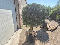 Olijfboom ronde bol - olea europaea - hoogte 170 cm - afbeelding 6 van  6
