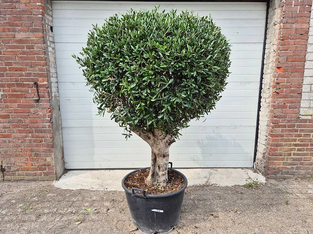 Olijfboom ronde bol l - olea europaea - hoogte 180 cm - afbeelding 1 van  5