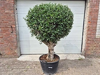 Olijfboom ronde bol l - olea europaea - hoogte 180 cm - afbeelding 1 van  5