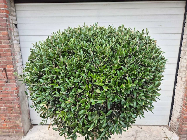 Olijfboom ronde bol l - olea europaea - hoogte 180 cm - afbeelding 2 van  5
