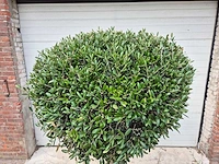 Olijfboom ronde bol l - olea europaea - hoogte 180 cm - afbeelding 2 van  5