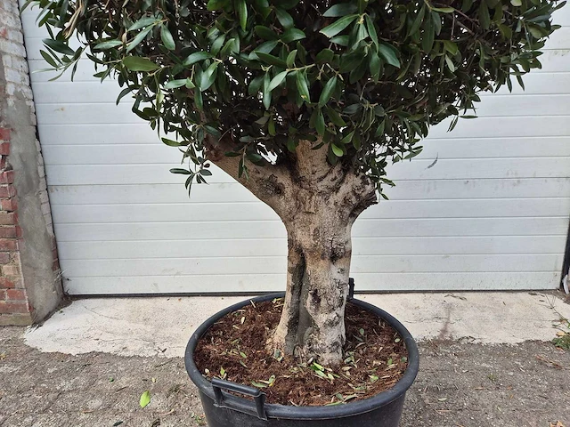 Olijfboom ronde bol l - olea europaea - hoogte 180 cm - afbeelding 3 van  5