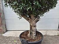 Olijfboom ronde bol l - olea europaea - hoogte 180 cm - afbeelding 3 van  5