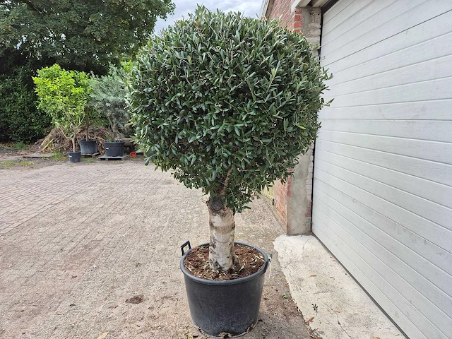 Olijfboom ronde bol l - olea europaea - hoogte 180 cm - afbeelding 4 van  5