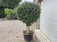Olijfboom ronde bol l - olea europaea - hoogte 180 cm - afbeelding 4 van  5