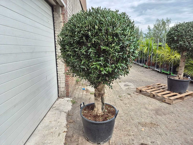 Olijfboom ronde bol l - olea europaea - hoogte 180 cm - afbeelding 5 van  5